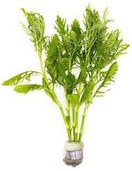 SubstrateSource Live Aquarium Stem Plants - Freshwater Aquatic Plant for Fish Tanks, Aquascaping - (Water Wisteria Hygrophila Difformis, 1 Bunch)
