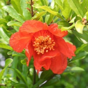 Live Dwarf Pomegranate Plant (Punica Granatum) - Compact, Ornamental Fruit Bearing Shrub, Indoor/Outdoor (4 pom-Dwarf sacs)