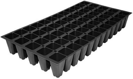 Loropetalum Red Chocolate I 10 Live Plants I Chinese Fringe Flower I Deep Burgundy Foliage with Pink Flower Accents - Low-Maintenance, Drought-Resistant Shrub