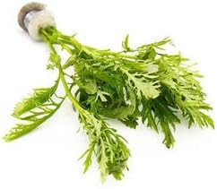 SubstrateSource Live Aquarium Stem Plants - Freshwater Aquatic Plant for Fish Tanks, Aquascaping - (Water Wisteria Hygrophila Difformis, 4 Bunches)