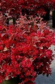 Loropetalum Red Chocolate I 20 Live Plants I Chinese Fringe Flower I Deep Burgundy Foliage with Pink Flower Accents - Low-Maintenance, Drought-Resistant Shrub