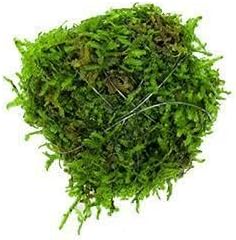 SubstrateSource Live Aquarium Plants on Driftwood, Lava Rock, Moss, Fiber Mat - Freshwater Fish Tanks - Easy, Beginner Friendly Vesicularia Montagnei (Floating Christmas Moss Ball)