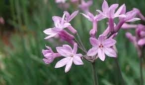 Society Garlic | 2 Large Gallon Size Plants I Tulbaghia Violacea I Live Fragrant Purple Blooms & Edible Leaves, Easy-Care, Drought-Resistant Outdoor Herb