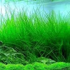 3 Pack Freshwater Aquarium Decor, Easy Growing Dwarf Carpet for Fish Tank/Terrarium, Natural Aquatic Plant Growth Material (Long Hair Grass)