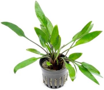 SubstrateSource Cryptocoryne Live Aquarium Plants - Freshwater Plant for Aquariums, Planted Fish Tanks - Beginner Friendly (Lutea, 5 Pots (20-25 Plants))