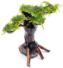 SubstrateSource Live Aquarium Plants on Driftwood, Lava Rock, Moss, Fiber Mat - Freshwater Fish Tanks - Easy, Beginner Friendly (Moss on Bonsai Tree, (Small))