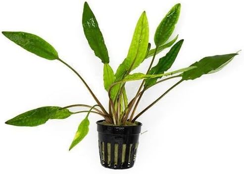 SubstrateSource Cryptocoryne Live Aquarium Plants - Freshwater Plant for Aquariums, Planted Fish Tanks - Beginner Friendly (Sri Lanka, 5 Pots (20-25 Plants))