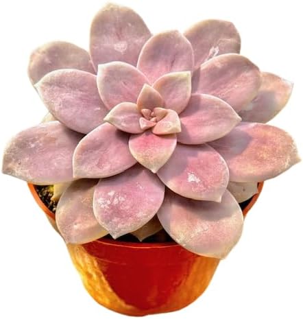 The Succulent Cult Live Succulent 4" Graptopetalum Superbum, Succulents Plants Live, Succulent Plants Fully Rooted, Hanging House Plant for Home Office Decoration, DIY Projects, Party Favor Gift