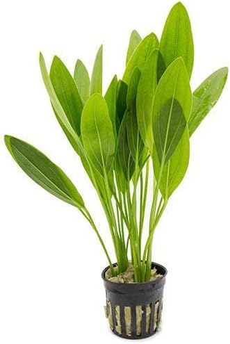 SubstrateSource Echinodorus Muricatus Radican Sword Live Plant for Freshwater Aquariums, Natural Fish Tank Decorations, and Aquatic Decor (1 Pot (2-3 Plants))