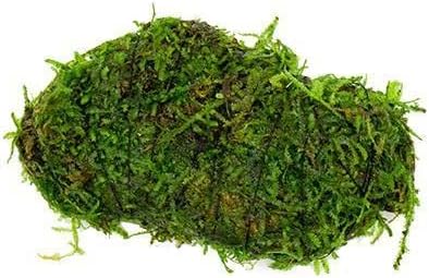 SubstrateSource Live Aquarium Plants on Driftwood, Lava Rock, Moss Mat - Freshwater Fish Tank Plants (Christmas Moss on Lava Stone)