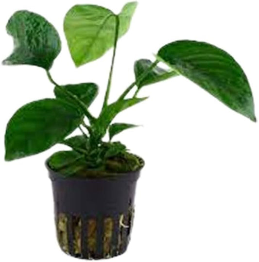 Anubias Barteri (Coffeefolia) - Dark Green Coloration- Strong Root Structure - Foreground Positioning - All Natural & Organic Aquatic Plant - Long Lasting & Easy to Care - Potted