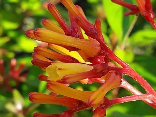 Firebush Firefly I 3 Live Plants I Dwarf Hamelia Patens I Brilliant Red Blooms, Compact Size, Heat and Drought-Resistant, Ideal for Patios and Small Gardens