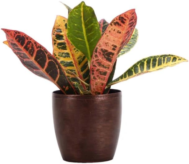 Thorsen's Greenhouse Live Petra Croton Plant, Codiaeum Variegatum, Colorful Foliage, Live Indoor Houselant (Copper, 4-inch Pot)
