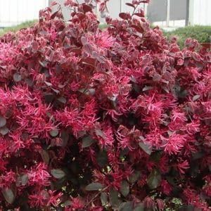 Loropetalum Red Chocolate I 30 Live Plants I Chinese Fringe Flower I Deep Burgundy Foliage with Pink Flower Accents - Low-Maintenance, Drought-Resistant Shrub