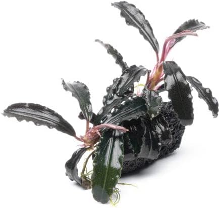 SubstrateSource Live Aquarium Plants on Driftwood, Lava Rock, Moss Mat - Freshwater Fish Tank Plants (Bucephalandra Godzilla on Lava Stone)