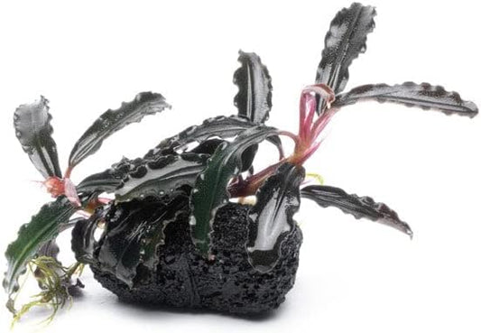 SubstrateSource Live Aquarium Plants on Driftwood, Lava Rock, Moss Mat - Freshwater Fish Tank Plants (Bucephalandra Godzilla on Lava Stone)