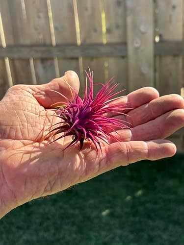 Air Plants - Tillandsia Ionantha - Organically Enhanced Color - Live Arrival Guaranteed - House Plants for Home Decor & Gift (Rose_Pink_1pk+Black_Planter)