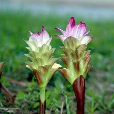 Green Turmeric Live Plant - (Curcuma aeruginosa) - Rare Medicinal Herb, Vibrant Pink Flowers, Ideal for Tropical Gardens (4 Green Turmeric Cups)