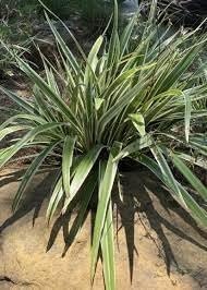 Variegated Flax Lily I 3 Large Gallon Size Plants I Dianella Tasmanica I Live Striking Green and White Foliage, Drought-Resistant, Evergreen Perennial