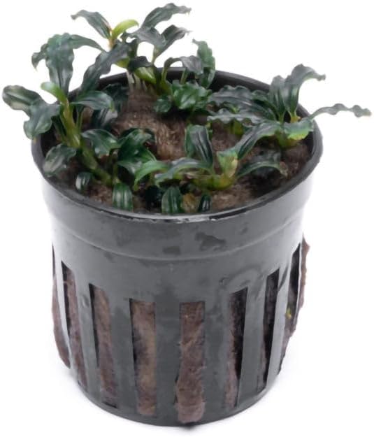 SubstrateSource Live Plants – Bucephalandra Brownie Adinda (Bucephalandra sp. 'Brownie Adinda') – Low to Medium Light, Dark Green w/Red Iridescence Color, Foreground to Midground – Pot, 1 Pack