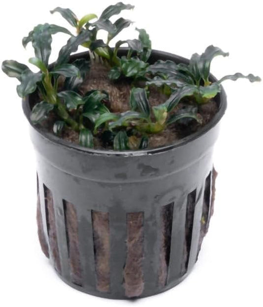 SubstrateSource Live Plants – Bucephalandra Brownie Adinda (Bucephalandra sp. 'Brownie Adinda') – Low to Medium Light, Dark Green w/Red Iridescence Color, Foreground to Midground – Pot, 1 Pack