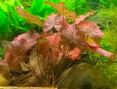 Red Tiger Lotus Lily Bulb Nymphea zenkeri Live Aquarium Plant Guarantee to Grow Rhizome Root Also for Bonsai Bowl or Patio Water Feature Awesome Aquatic (1, Red Tiger Lotus)