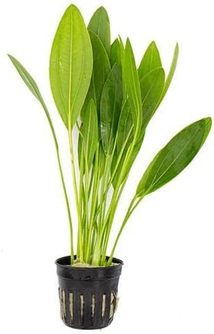 SubstrateSource Echinodorus Muricatus Radican Sword Live Plant for Freshwater Aquariums, Natural Fish Tank Decorations, and Aquatic Decor (1 Pot (2-3 Plants))