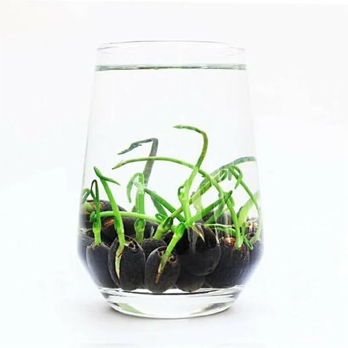 MEsay 10Pcs Mixed Color Bonsai Bowl Lotus Live Plants - Pre-Sprouted Water Beauties for Indoor and Outdoor Aquatic Settings