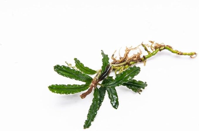 SubstrateSource Bucephalandra Velvet 3 Color Live Aquarium Plant - Natural Freshwater Fish Tank Decorations, Aquatic Decor (Small Clump (3-5 Plants))