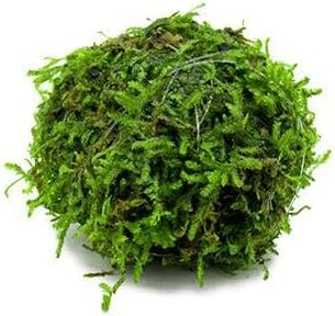 SubstrateSource Live Aquarium Plants on Driftwood, Lava Rock, Moss, Fiber Mat - Freshwater Fish Tanks - Easy, Beginner Friendly Vesicularia Montagnei (Floating Christmas Moss Ball)
