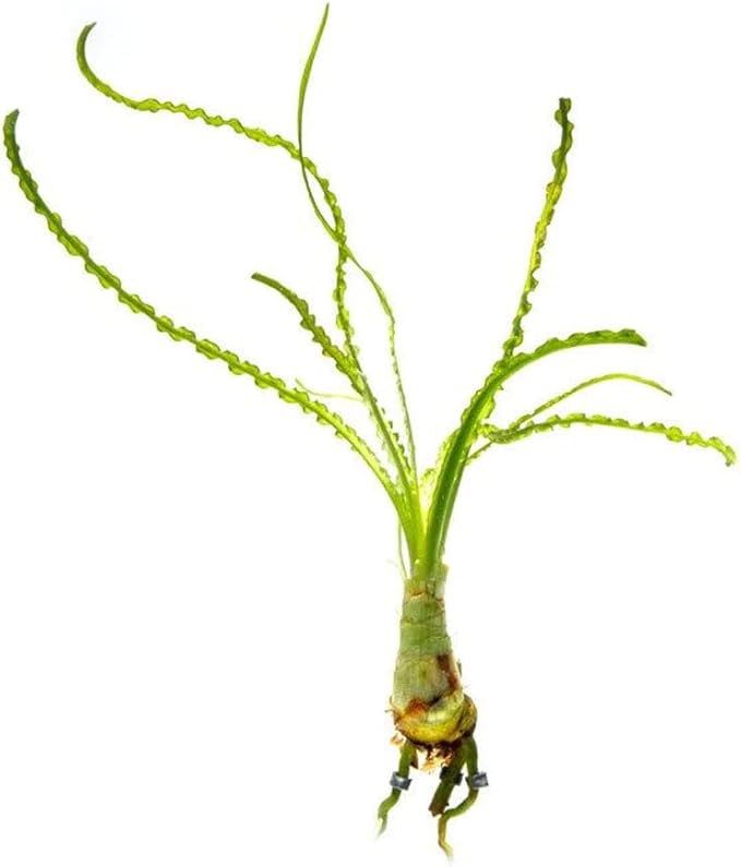 SubstrateSource Crinum Calamistratum Live Aquarium Plant – African Onion Plant, Slow-Growing Freshwater Aquatic w/Curly Green Leaves for Planted Tanks, Background or Midground Tank Placement - Bulb