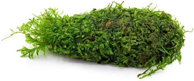 SubstrateSource Live Aquarium Plants on Driftwood, Lava Rock, Moss, Fiber Mat - Freshwater Fish Tanks - Easy, Beginner Friendly (Christmas Moss on Clay)
