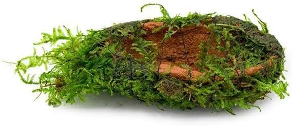 SubstrateSource Live Aquarium Plants on Driftwood, Lava Rock, Moss, Fiber Mat - Freshwater Fish Tanks - Easy, Beginner Friendly (Christmas Moss on Clay)