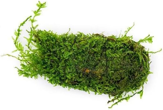 SubstrateSource Live Aquarium Plants on Driftwood, Lava Rock, Moss, Fiber Mat - Freshwater Fish Tanks - Easy, Beginner Friendly (Christmas Moss on Clay)