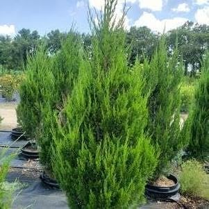 Hillspire Juniper | 1 Live Quart Size Plant | Stunning Evergreen for Ornamental Landscaping, Privacy Screen or Windbreak, Drought Resistant