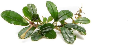 SubstrateSource Bucephalandra Brownie Firebird Live Aquarium Plant - Natural Freshwater Fish Tank Decorations, Aquatic Decor (Small Clump (3-5 Plants))