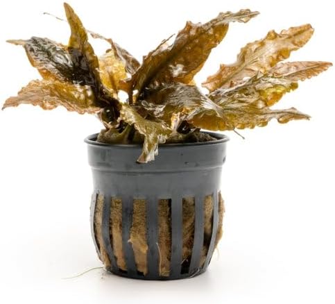 SubstrateSource Cryptocoryne Live Aquarium Plants - Freshwater Plant for Aquariums, Planted Fish Tanks - Beginner Friendly (Tropica, 5 Pots (20-25 Plants))