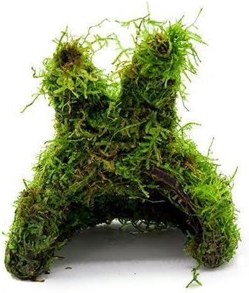 SubstrateSource Live Aquarium Plants on Driftwood, Lava Rock, Moss, Fiber Mat - Freshwater Fish Tanks - Easy, Beginner Friendly (Christmas Moss on Coconut Rabbit)