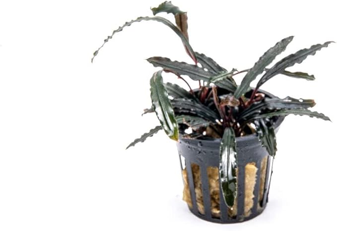 SubstrateSource Bucephalandra Velvet 3 Color Potted Live Aquarium Plant - Natural Freshwater Fish Tank Decorations, Aquatic Décor
