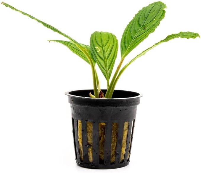 SubstrateSource Bucephalandra Green Achilles Potted Live Aquarium Plant - Natural Freshwater Fish Tank Decorations, Aquatic Décor