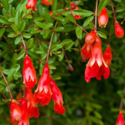 Live Dwarf Pomegranate Plant (Punica Granatum) - Compact, Ornamental Fruit Bearing Shrub, Indoor/Outdoor (2 pom-Dwarf Cups)