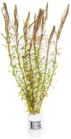 SubstrateSource Live Aquarium Stem Plants - Freshwater Aquatic Plant for Fish Tanks, Aquascaping - (Alternanthera Red Broad Leaf, 1 Bunch)