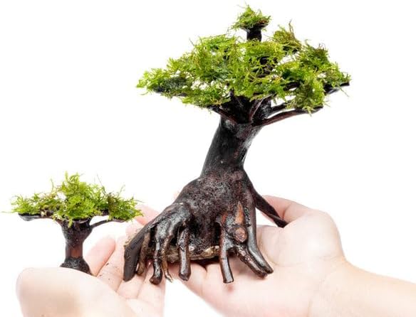 SubstrateSource Live Aquarium Plants on Driftwood, Lava Rock, Moss, Fiber Mat - Freshwater Fish Tanks - Easy, Beginner Friendly (Moss on Bonsai Tree, (Medium))