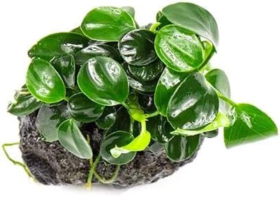 SubstrateSource Live Aquarium Plants on Driftwood, Lava Rock, Moss Mat - Freshwater Fish Tank Plants (Anubias Nana Petite on Lava Stone)