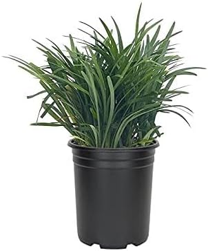 Mondo Grass Ophiopogon Japonicus | 5 Large Quart Size Plants | Live Shade Loving Evergreen Groundcover Plants