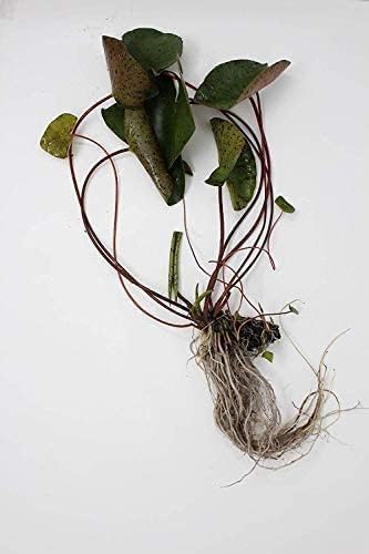 Rembrandt Live Perennial Water Lily Perfect Pond Plant Pre Grown Bare Root Waterlily Outdoor Koi Pond or Container Ponds Lillies pregrown Lilly pad