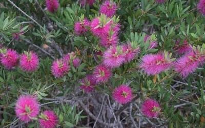 Generic Purple Bottlebrush Starter Plant Callistemon Citrinus Jeffersii Starter Plant Shrub Pink Floral Live Plant Landscape Outdoor Garden Plant