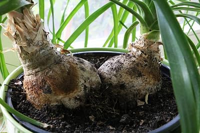 GARDENERA Nolina Plant Potting Soil - Enhance Form and Health with Professional Grade Nutrient-Rich Mix - 3 Quart