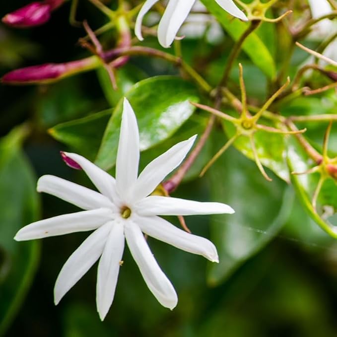 Live Angel Wing Jasmine (Jasminum Nitidum) Plants - Fragrant, White Blooming Evergreen Shrub for Any Garden (2 jas Angel sacs)