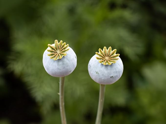 1600 Annual Violetta Blush Poppy Seeds - Tall Mauve Poppy with Black Markings